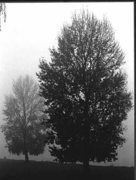 Bäume im Nebel am Neckar