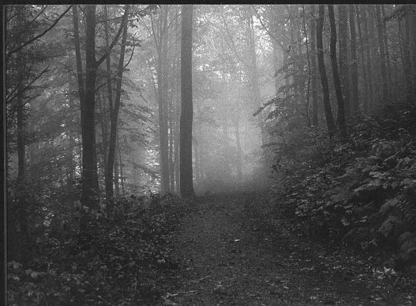 Nebel im Greiner Wald