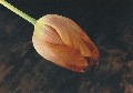 tulpe01