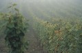 Weinrebe-Nebel