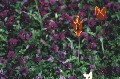 tulpen-vor-violett